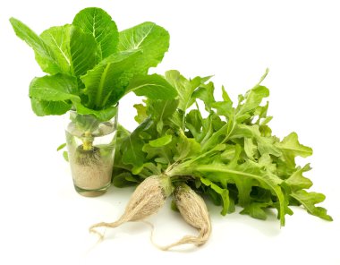 Beyaz üzerine taze marul sebze