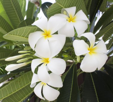 Tropikal çiçekler frangipani (plumeria) 
