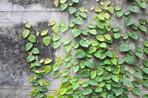 Efeu Blätter Der Wand Hintergrund Für Tapete — Stockfoto