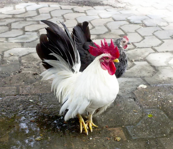 Rooster Berdiri Lantai — Stok Foto