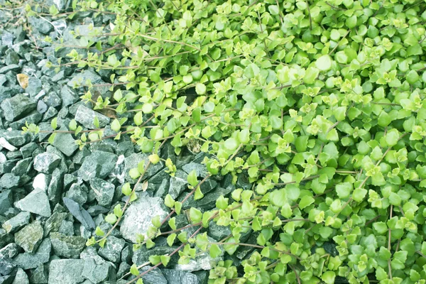 Efeu Grüne Blätter Und Gemahlenen Stein Pflanzen — Stockfoto
