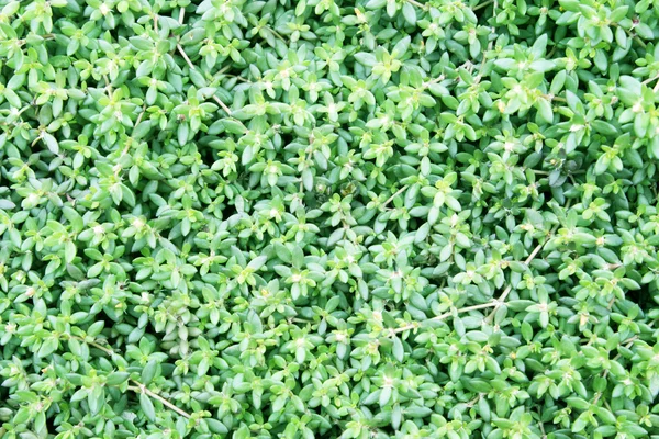 Green Leaves Wall Background — Stock Photo, Image