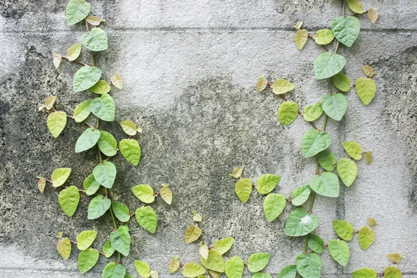 Alte Mauer Mit Efeupflanze — Stockfoto