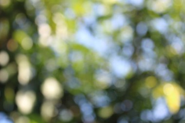 Soyut doğa yeşil arkaplan