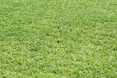 Güzel yeşil çimen dokusu