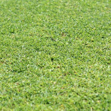 Güzel yeşil çimen dokusu