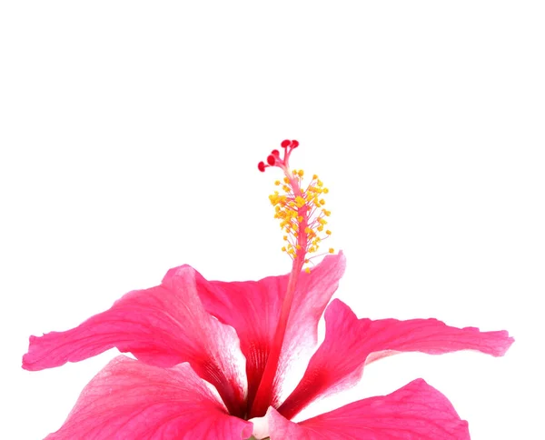 Hibisco Rosa Isolado Sobre Fundo Branco — Fotografia de Stock