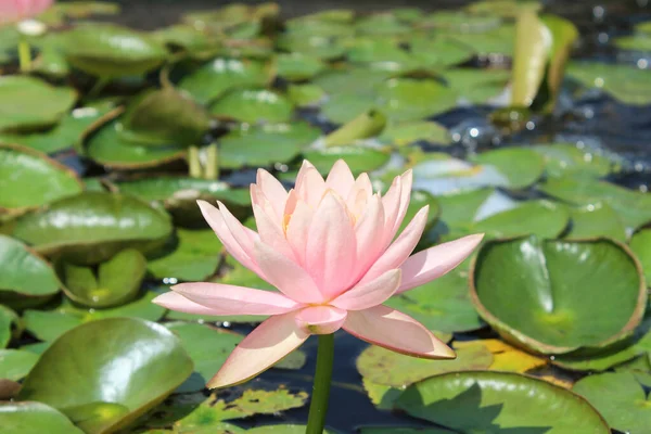 Een Prachtige Waterlelie Lotusbloem Vijver — Stockfoto