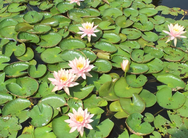 Mooie Lotus Vijver — Stockfoto
