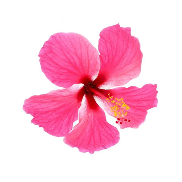 Розовый Гибискус Изолирован Белом Фоне — стоковое фото