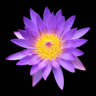 Lotus siyah arkaplanda izole edildi