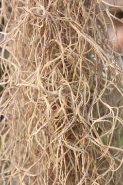 Arka plan ve doku kullanımı için yosun (Tillansia usenoides L.)