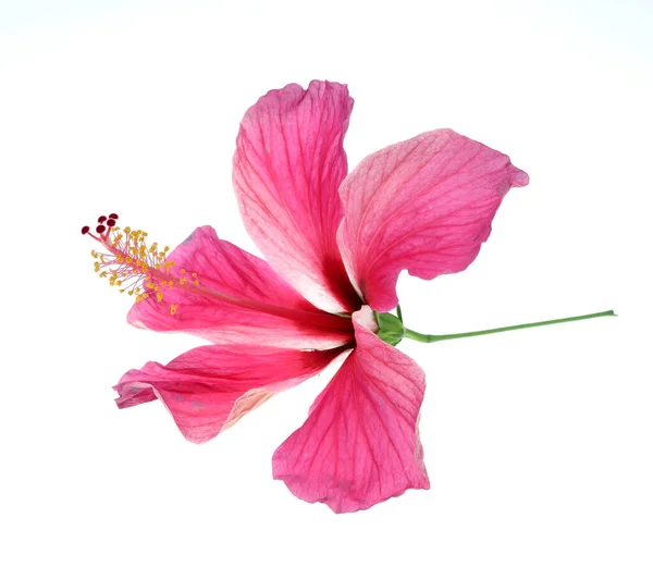 Hibiscus Rose Isolé Sur Fond Blanc — Photo