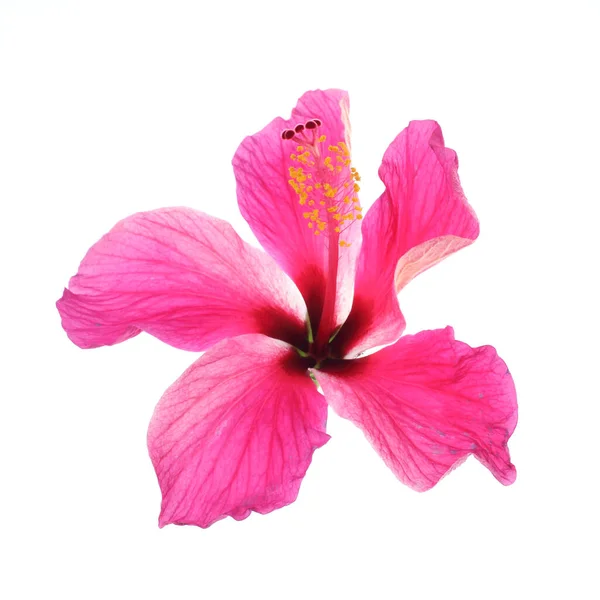 Hibiscus Rose Isolé Sur Fond Blanc — Photo