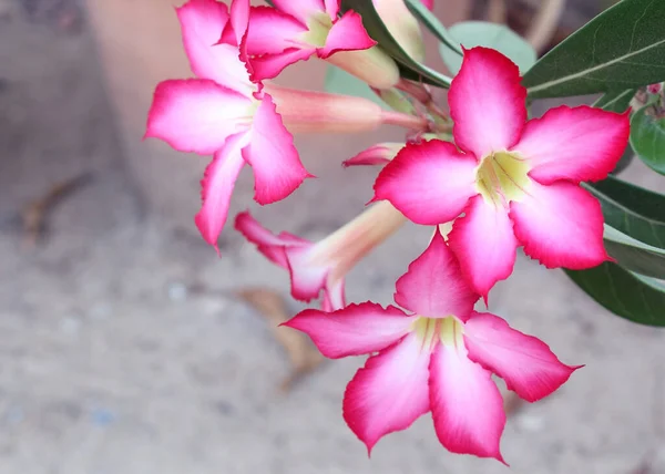 Vörös Sivatagi Virág Adénium Obesum — Stock Fotó