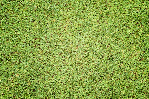 Piękna Zielona Konsystencja Trawy — Zdjęcie stockowe