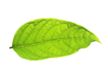 beyaz arkaplanda yeşil yapraklar.