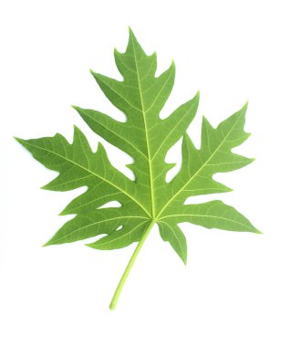 Yeşil Papaya yaprağı beyazda yalıtılmış