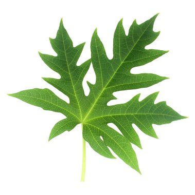 Papaya yaprağı bembeyaz.