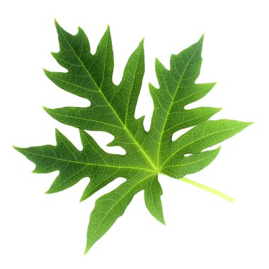 Papaya yaprağı bembeyaz.