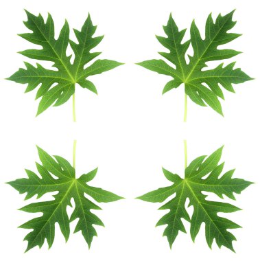 Papaya yaprağı bembeyaz.