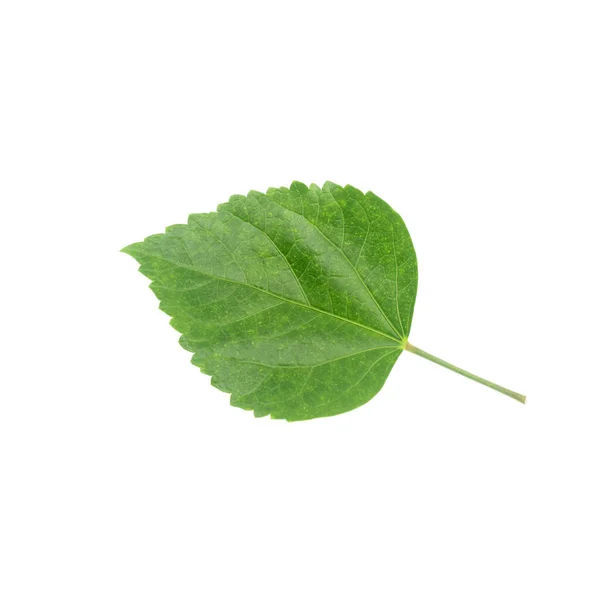 Green Leaf Hibiscus Closeup White Background — Stock Photo, Image