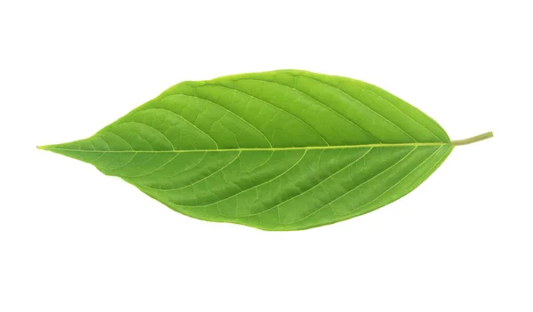 Green Leaf White Background — Stock Photo, Image