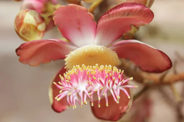 Shorea Robusta Conosciuta Anche Come Sal Shala Tree Una Specie — Foto Stock