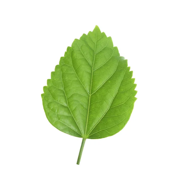Πράσινο Φύλλο Του Ιβίσκου Closeup Λευκό Φόντο — Φωτογραφία Αρχείου