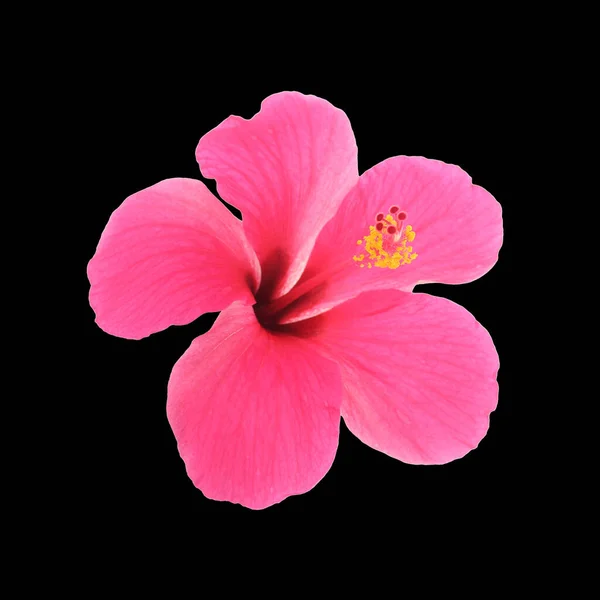 Розовый Гибискус Изолирован Черном Фоне — стоковое фото