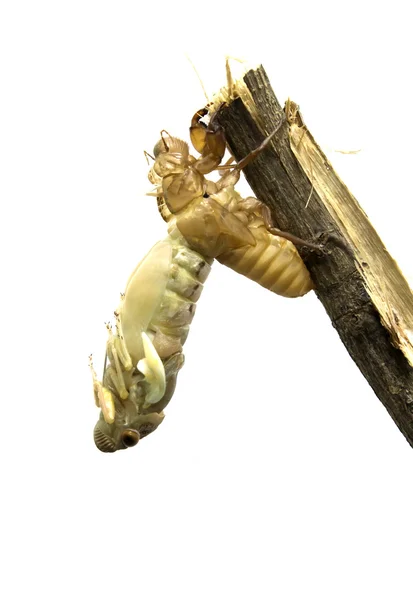 Böceği başkalaşım (Latince Cicadidae). Son tüy dökme - transfor