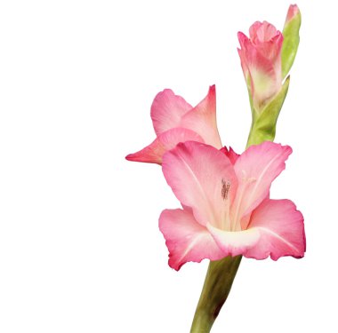 Güzel pembe zambak, beyaz üzerine izole edilmiş.