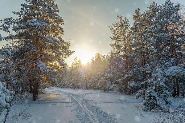 Manhã Inverno Floresta Pista Esqui Neve Contra Fundo Nascer Sol — Fotografia de Stock