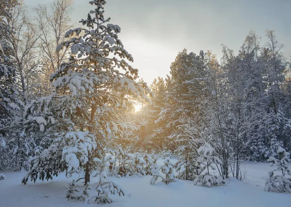 Manhã Inverno Floresta Pinhais Neve Contra Fundo Nascer Sol — Fotografia de Stock