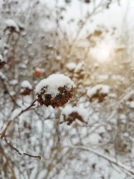 Withered Bush Covered First Clean Snow — Stock Photo, Image