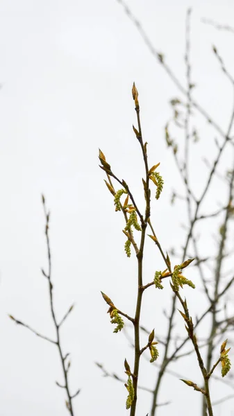 Spring shoots of poplar after rain on the background of a cloudy sky close up — Stock Photo, Image