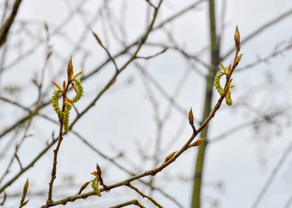 Brotos de primavera de álamo após a chuva no fundo de um céu nublado fechar — Fotografia de Stock