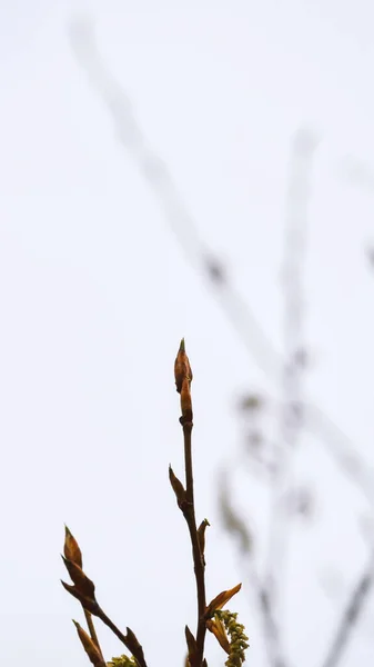 Весняні Гілки Тополя Після Дощу Тлі Похмурого Неба Крупним Планом — стокове фото