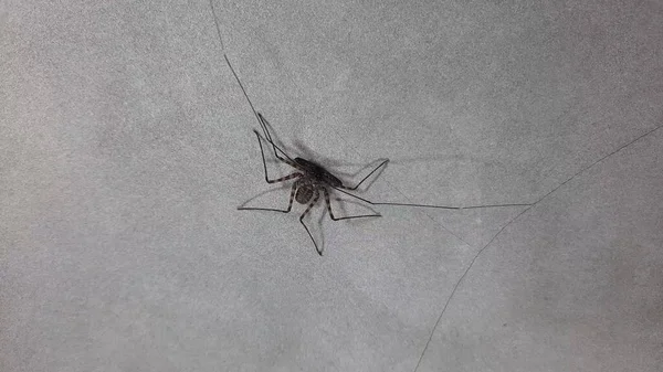 A black spider with very long antenna walking on grey plastering wall in a house in Indonesia