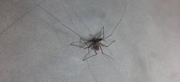 A black spider with very long antenna walking on grey plastering wall in a house in Indonesia