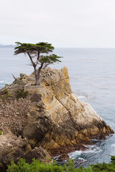 Самотній кипарисів, галькові пляжі, Каліфорнії — стокове фото