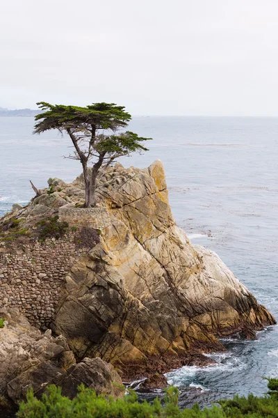 Yalnız selvi, çakıl plaj, california — Stok fotoğraf