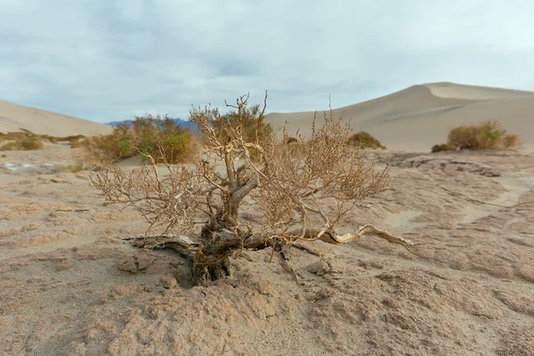 Sušené malé Mesquite strom v Death Valley National Park — Stock fotografie