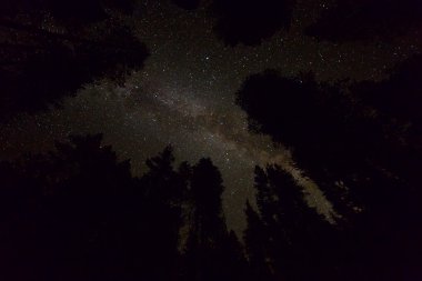 Yıldızlı gece gökyüzü Samanyolu galaksi ve ağaçlar siluetleri ile