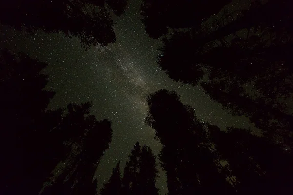 Céu estrelado noite com Via Láctea galáxia e árvores silhuetas — Fotografia de Stock