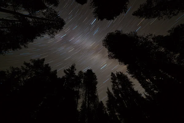 Star trails on a night sky with milky way galaxy and trees silho — Stock Photo, Image