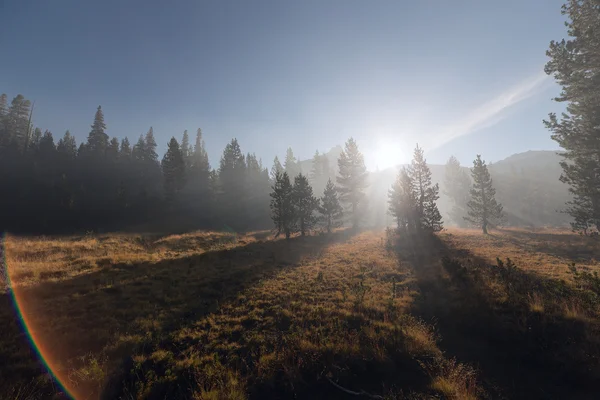 With sun beams passing through the fog at mountain forest — Stock Photo, Image