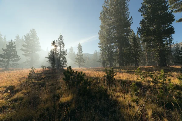 With sun beams passing through the fog at mountain forest — Zdjęcie stockowe