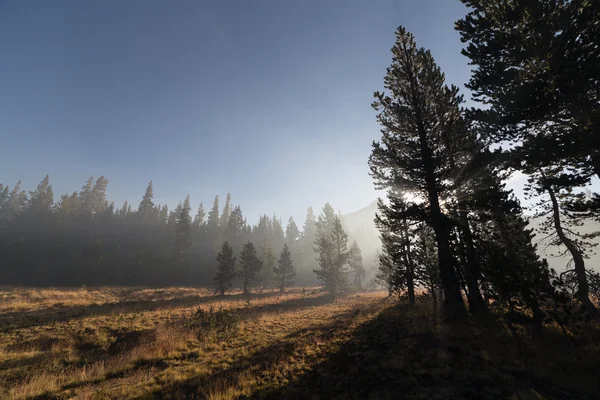 Com raios de sol passando pelo nevoeiro na floresta de montanha Imagens Royalty-Free