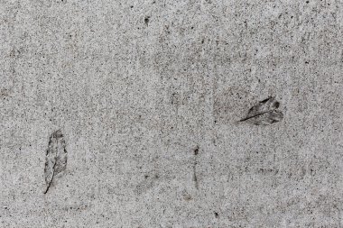 Çimento kaldırımda baskılı yaprakları